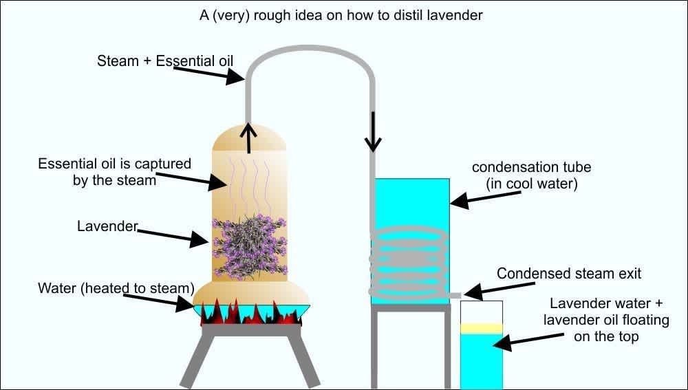 Rough idea on process to distill lavender